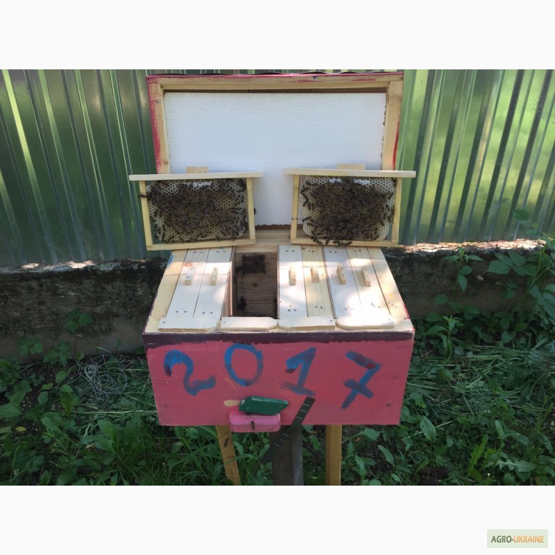 Фото 3. Матка КАРПАТКА, КАРНІКА 2022 ПЛІДНІ БДЖОЛОМАТКИ ( Пчеломатки, бджолині матки )