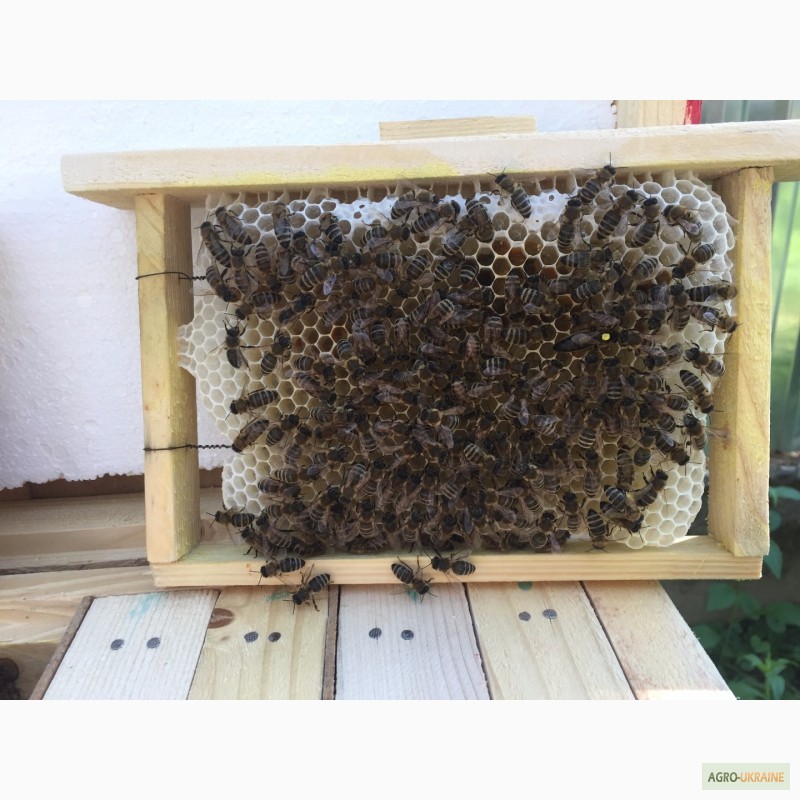 Фото 4. Матка КАРПАТКА, КАРНІКА 2022 ПЛІДНІ БДЖОЛОМАТКИ ( Пчеломатки, бджолині матки )