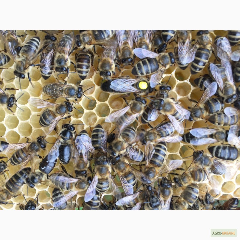 Фото 6. Матка КАРПАТКА, КАРНІКА 2022 ПЛІДНІ БДЖОЛОМАТКИ ( Пчеломатки, бджолині матки )