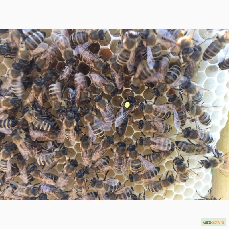 Фото 7. Матка КАРПАТКА, КАРНІКА 2022 ПЛІДНІ БДЖОЛОМАТКИ ( Пчеломатки, бджолині матки )