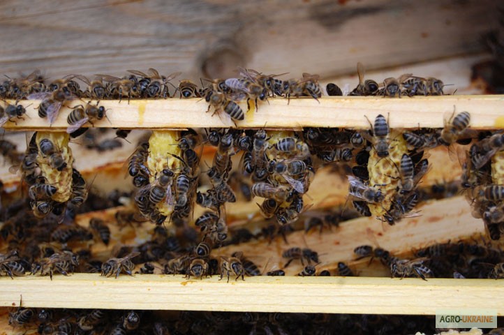 Фото 9. Матка КАРПАТКА, КАРНІКА 2022 ПЛІДНІ БДЖОЛОМАТКИ ( Пчеломатки, бджолині матки )