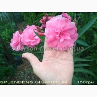 Олеандр ярко-розовый махровый SPLENDENS GIGANTEUM