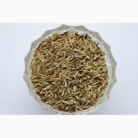 Куплю семена Райграса, однолетнего, многолетнего. Сумская область, Конотоп
