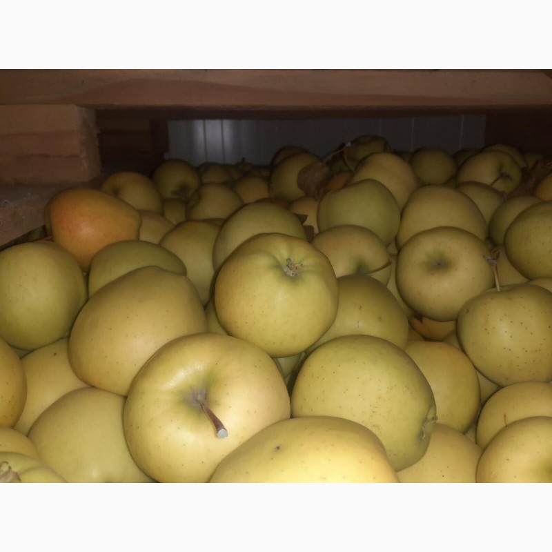 Фото 20. Продам яблоки от произодителя от 20 тонн