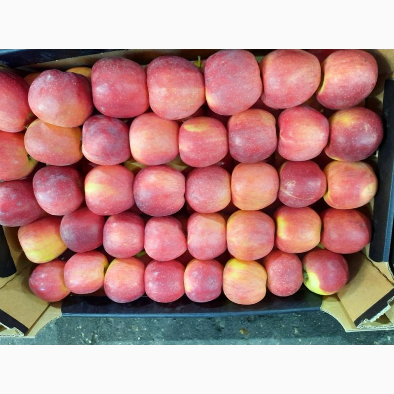 Фото 2. Продам яблоки от произодителя от 20 тонн