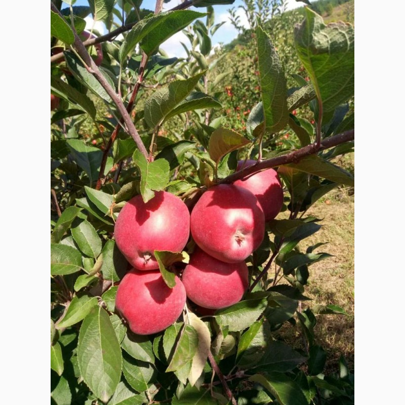 Фото 4. Продам яблоки от произодителя от 20 тонн