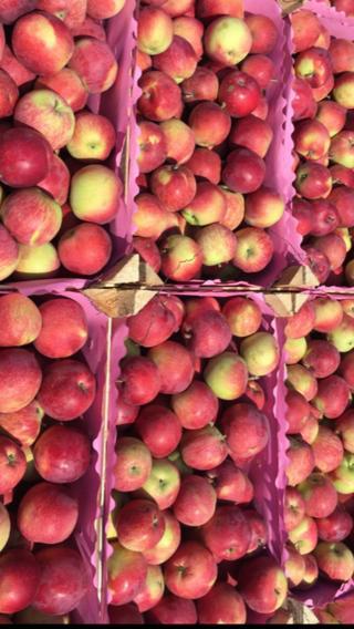 Фото 5. Продам яблоки от произодителя от 20 тонн