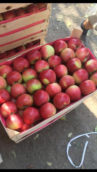 Фото 6. Продам яблоки от произодителя от 20 тонн