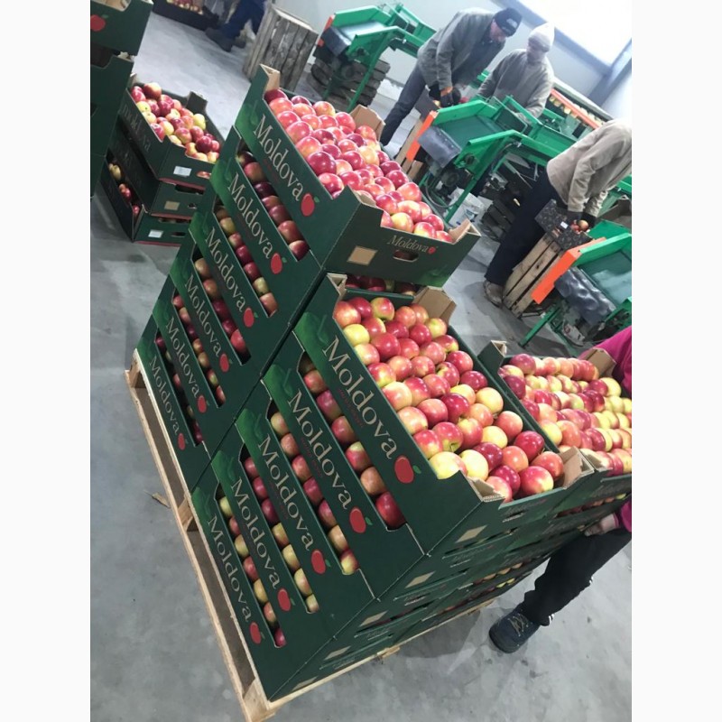 Фото 7. Продам яблоки от произодителя от 20 тонн
