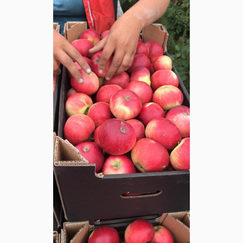 Фото 8. Продам яблоки от произодителя от 20 тонн