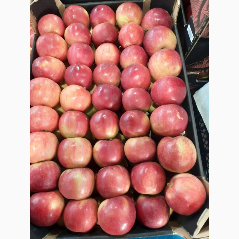 Фото 11. Продам яблоки от произодителя от 20 тонн