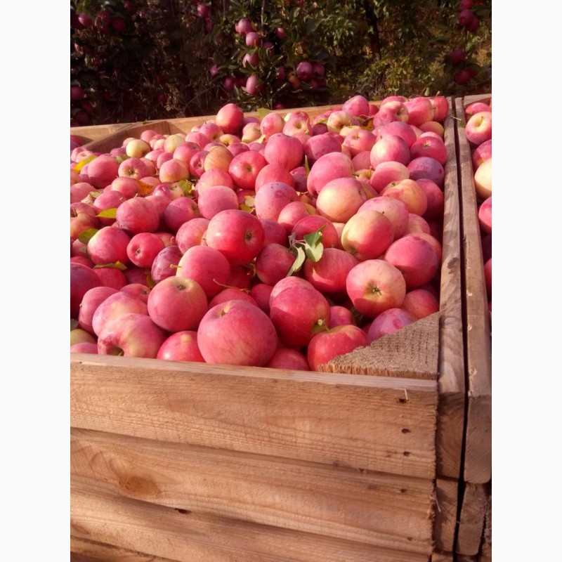 Фото 12. Продам яблоки от произодителя от 20 тонн