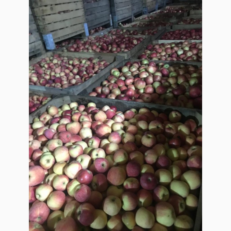 Фото 13. Продам яблоки от произодителя от 20 тонн