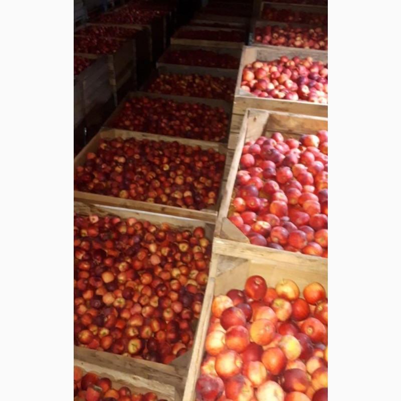 Фото 18. Продам яблоки от произодителя от 20 тонн
