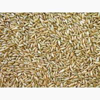 Продам органічне жито. Товарне та посівне, сорта Хлібне і Жатва