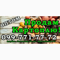 Продаю їстівну картоплю великим оптом!Від 40т