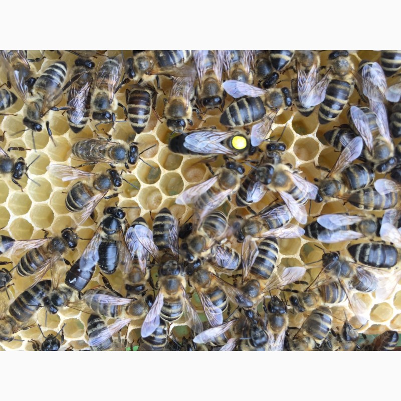 Матки Карпатка 2022 Бджоломатки (Пчеломатка, Бджоломатка, Бджолині матки)