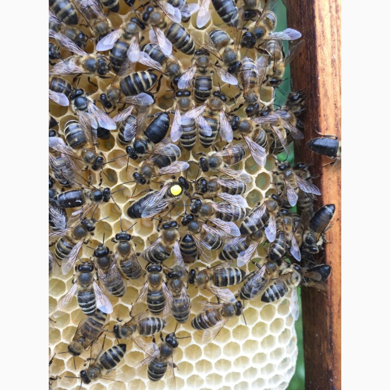 Фото 10. Матки Карпатка 2022 Бджоломатки (Пчеломатка, Бджоломатка, Бджолині матки)