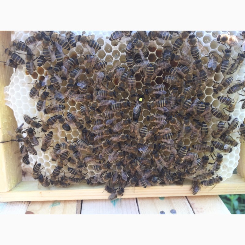 Фото 3. Матки Карпатка 2022 Бджоломатки (Пчеломатка, Бджоломатка, Бджолині матки)