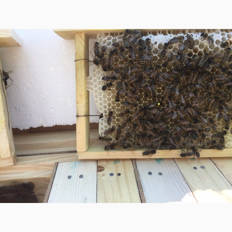 Фото 4. Матки Карпатка 2022 Бджоломатки (Пчеломатка, Бджоломатка, Бджолині матки)