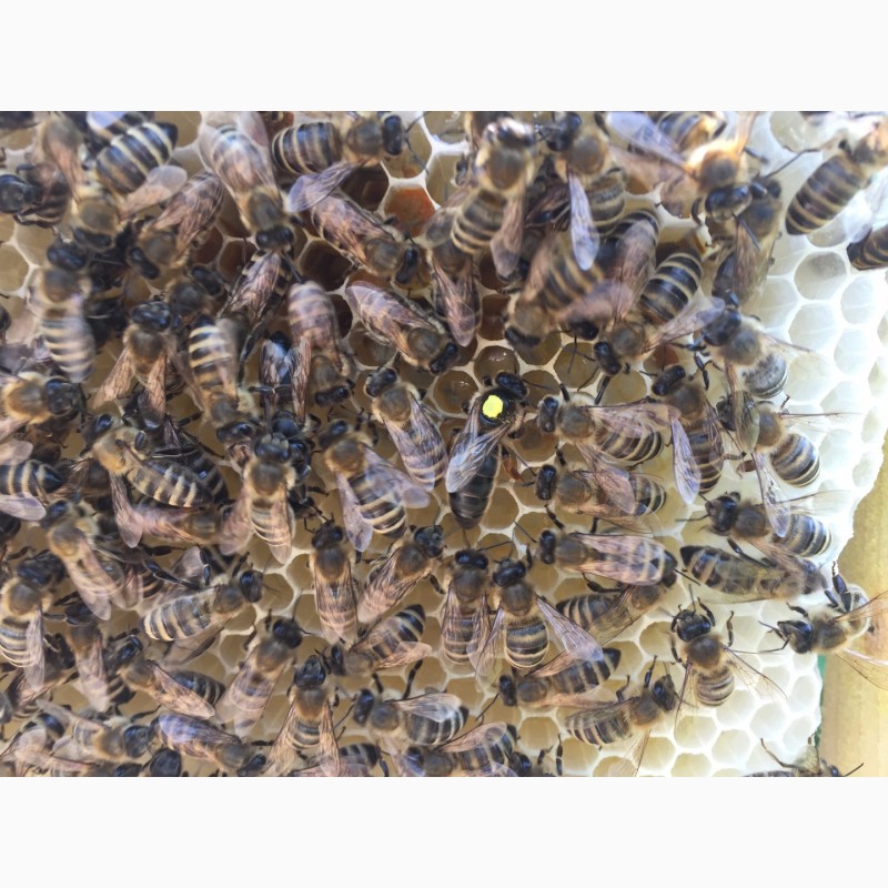 Фото 5. Матки Карпатка 2022 Бджоломатки (Пчеломатка, Бджоломатка, Бджолині матки)