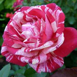 Фото 2. Саженцы штамбовых роз из питомника 450гр