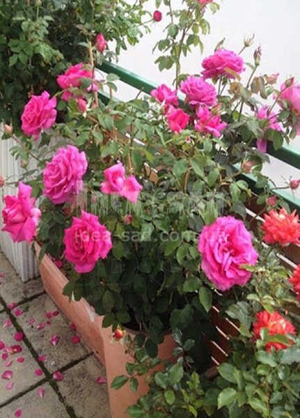 Фото 3. Саженцы штамбовых роз из питомника 450гр