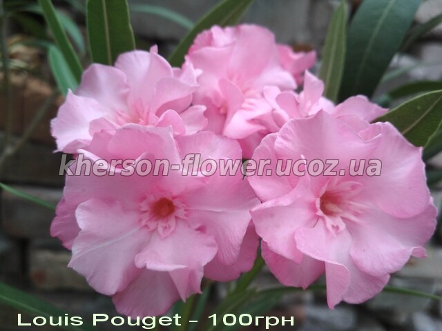 Олеандр махровый LOUIS POUGET нежно-розового цвета