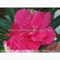 Олеандр махровый LOUIS POUGET нежно-розового цвета