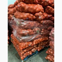 Продам лук продовольственный от производителя с 10 тонн
