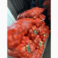 Продам лук продовольственный от производителя с 10 тонн