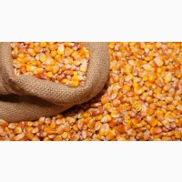 Купляємо кукурудзу нового урожаю 2021 року