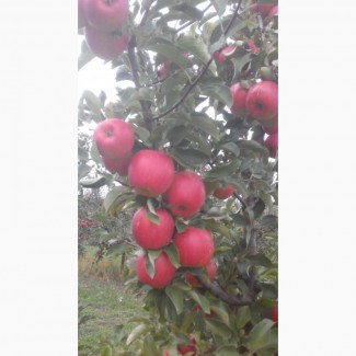 Продам яблука зі свого саду, без парші та градобою. Ціна договірна
