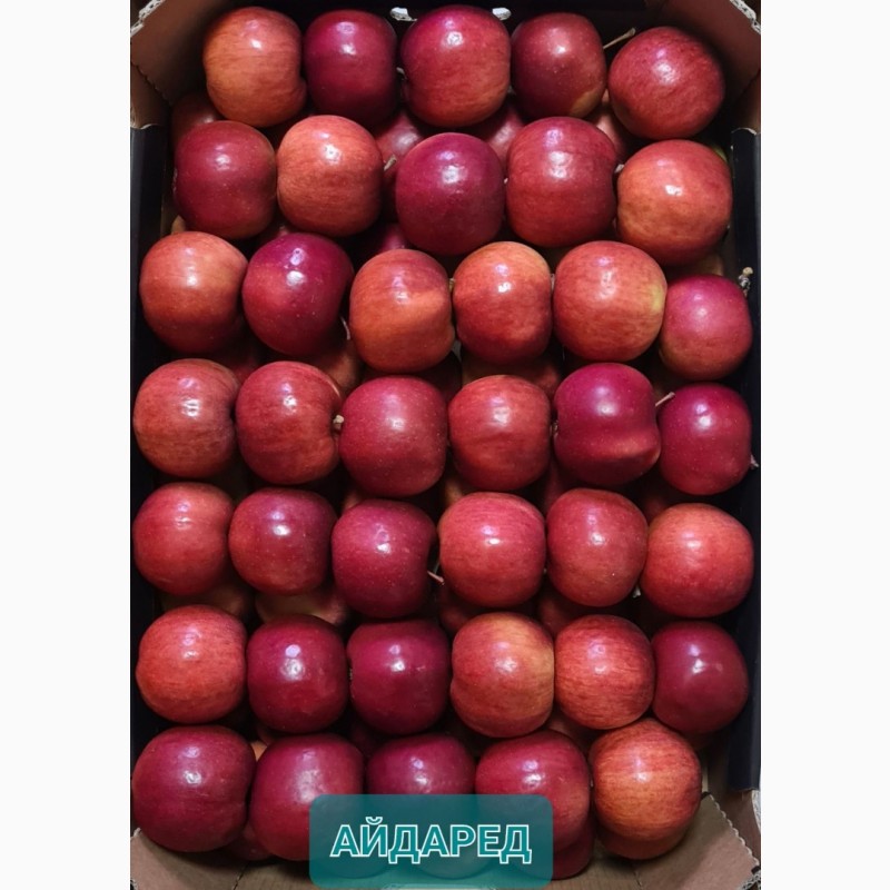 Фото 2. Продам яблука від виробника