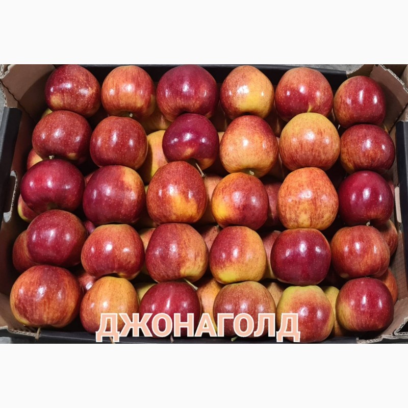 Фото 3. Продам яблука від виробника