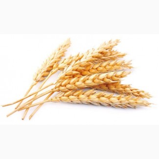 Закупаем пшеницу. Крупный ОПТ. Высокая цена. Самовывоз по всей Украине