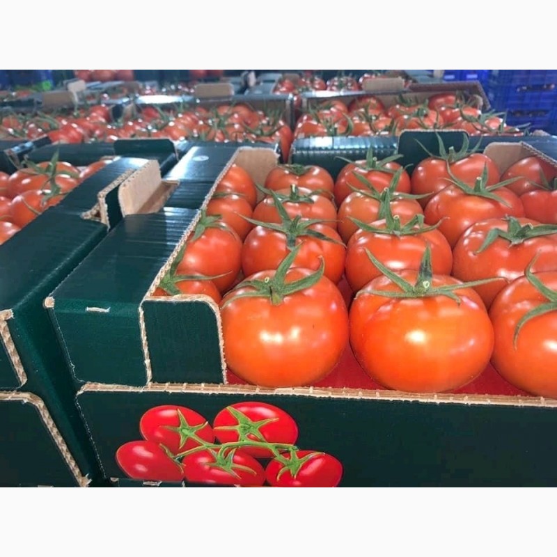 Фото 6. Оптовая продажа овощей из Турции