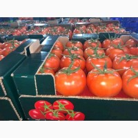 Оптовая продажа овощей из Турции
