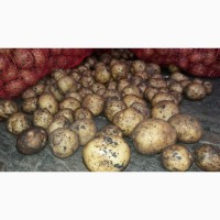Продам Картоплю насінну Рів#039; єра 2-репродукція, м.Запоріжжя