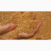 Продам пшеницю сорта Скаген, Юлія (Чехія), Колонія, Сталева, Тобак