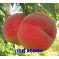 Саженцы персика Ред хевен