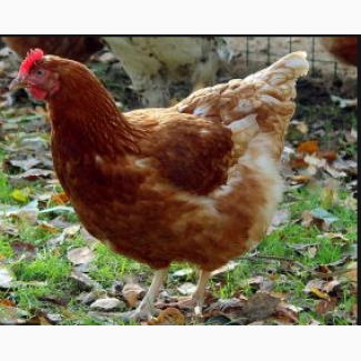 Курячі яйця для інкубації Ломан Браун