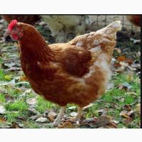 Курячі яйця для інкубації Ломан Браун