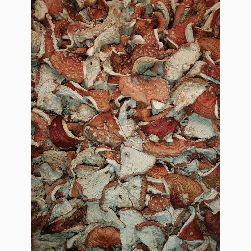 Фото 2. Мухомор червоний, сушені капелюшки мухомору(amanita muscaria), Черкаськая обл