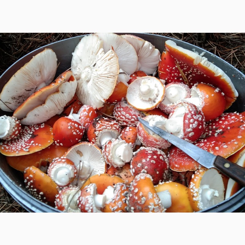 Фото 3. Мухомор червоний, сушені капелюшки мухомору(amanita muscaria), Черкаськая обл