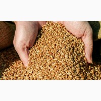 Продам пшеницю продовольчу, 3кл., урожай 2023 рік з пдв та без