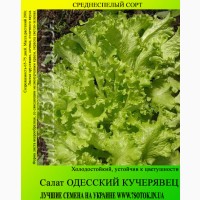 Семена салата «Одесский Кучерявец», высокая всхожесть