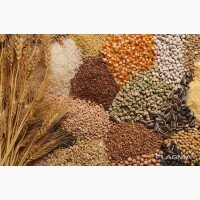 Куплю пшениця, кукурудза, ячмінь, мертві відходи, жито