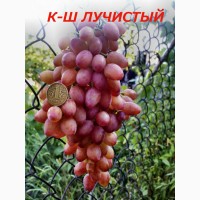 Черенки исаженцы кышмышных сортов винограда