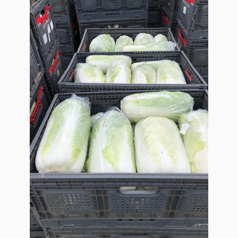 Фото 4. Продам пекинскую капусту/опт/упаковка